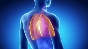 Male RESPIRATORY SYSTEM anatomy in blue  x-ray view